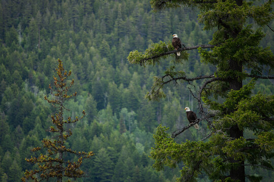 A pair of eagles in a tree