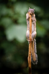 Siberian chipmunk (Eutamias sibiricus) in the forest in Noord Brabant in the Netherlands	