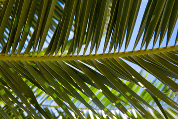 Fototapeta na wymiar Closeup picture of palm leaf at the background of a blue cloudless summer sky