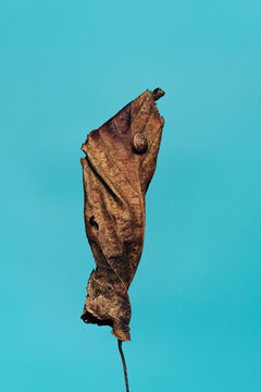 Dry mulberry leaf