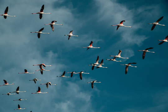 Flock of flamingos flying