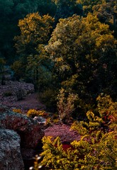 autumn in the forest