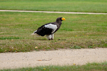 eagle