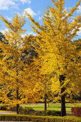 Fototapeta premium 秩父ミューズパーク イチョウの黄葉