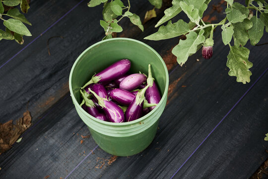 Purple eggplants in a bucket