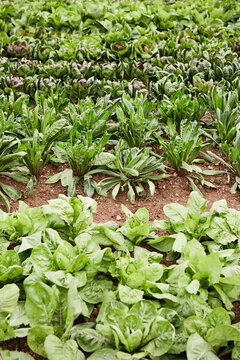 Rows of lettuce in the ground