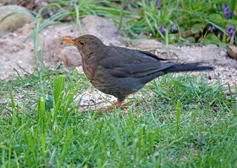 Amsel