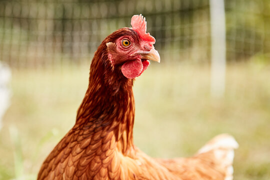 Rooster
