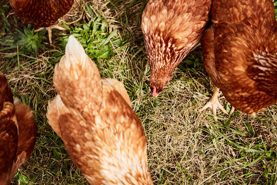 Chickens
