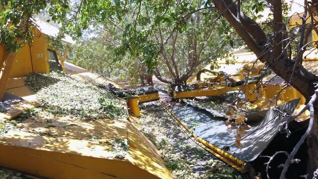 Almond tree harvest using a special agriculture combine that shakes the tree and drops the fruit. Slow Motion.
