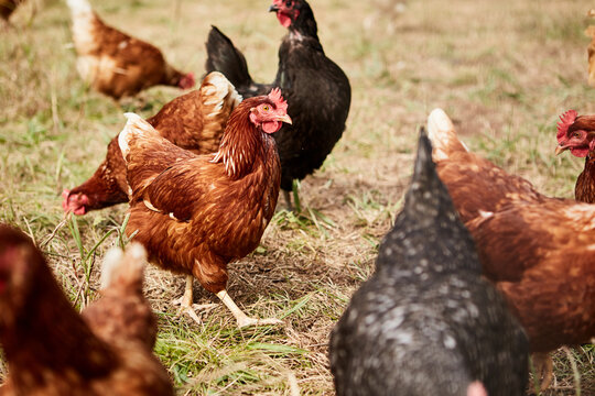 Chickens