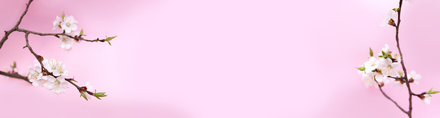 Obraz na płótnie Canvas Spring banner for web. Branch with white flowers on a pink background. White sakura cherry