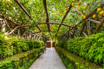 Sorrento lemon grove