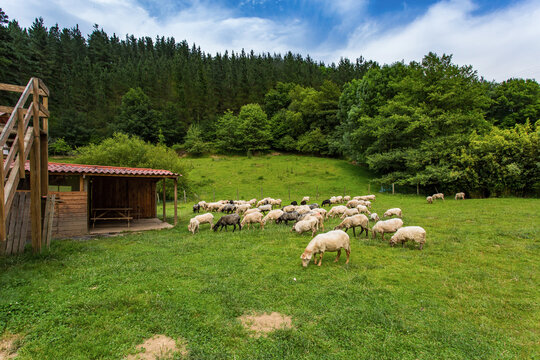 Basque Region Sheep farm