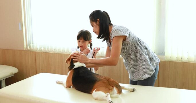 Veterinary animal clinic. Old Dog Checking the breath By stethoscope examining and treated on the table. Girl play with dog and doctor.