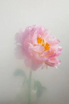 peony through the mist.