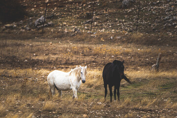 Naklejka na ściany i meble black and white couple of horses in the field