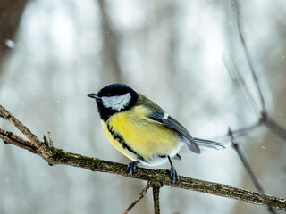 Obraz na płótnie Canvas Little cute great tit sitting on a tree twig under the snow in cold winter. Black head, white cheeks and yellow chest. Titmouse bird freezing in the wind and snowfall.