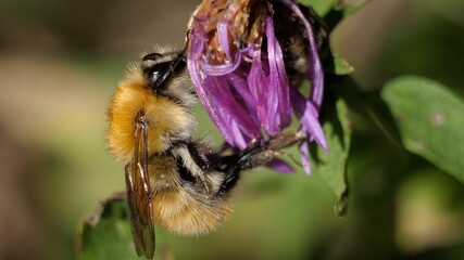 Macro de abejorro con pelos amarillos alimentándose en una flor