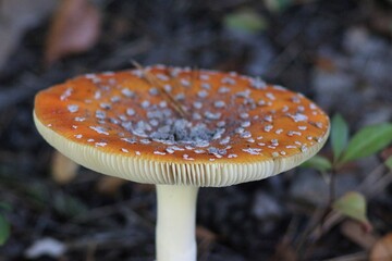 Mushroom season in the forest