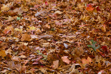  Colorful foliage in the park. Falling leaves natural background .Autumn season concept.autumn landscape with bright colorful leaves. Indian summer. foliage