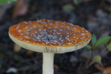 Mushroom season in the forest