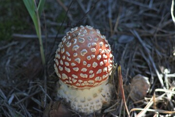 Mushroom season in the forest