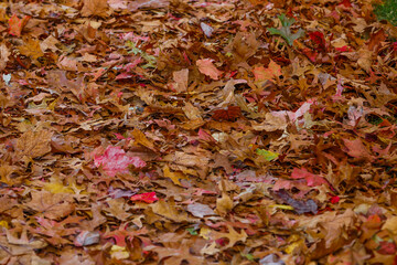  Colorful foliage in the park. Falling leaves natural background .Autumn season concept.autumn landscape with bright colorful leaves. Indian summer. foliage