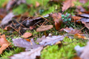 Mushroom in the autumn forest. Autumn forest landscapes