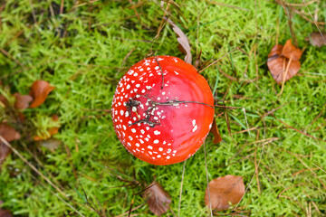Mushroom teadstool growing in the forest.
