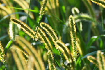 Fototapeta premium Setaria grows in the field.