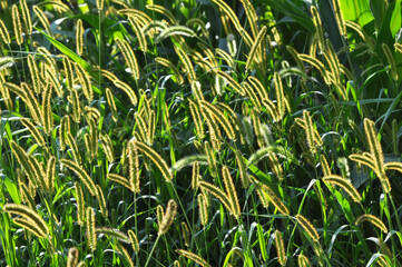 Setaria grows in the field.