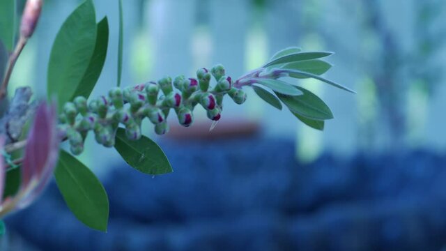 Multi day close up timelapse of a bottlebrush plant blooming.