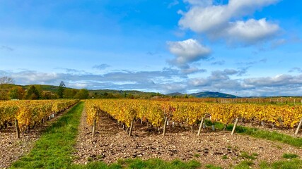 vineyard in autumn