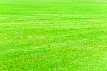 Obraz premium green grass background