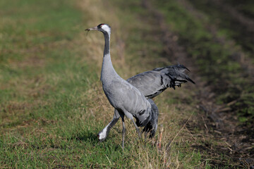 Kraniche (Grus grus) auf einem Mais-Feld // Common cranes on a corn field © bennytrapp