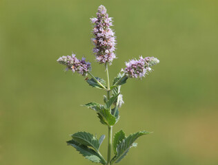 Pink flower of silver horse mint, Mentha longifolia