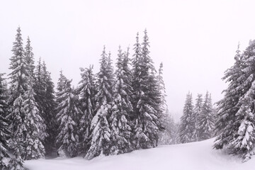 Spruce covered with snow in the forest.