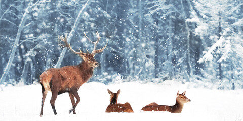 Noble deer (Cervus Elaphus)  in the winter snow forest. Winter wonderland. Cristmas image.