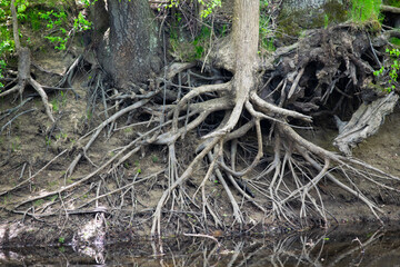 exposed tree roots