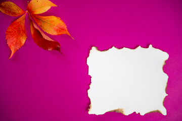 Colorful autumn leaves on pink background with space for text