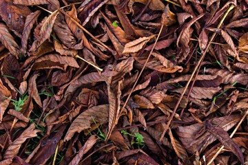 red-brown wilted and fallen autumn leaves close up