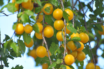 On the branch ripen fruits of plums (Prunus cerasifera).