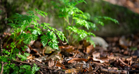 Fantasy macro background of green fern in a forest with red foliage