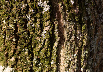 Macro image of moss been tree bark texture for digital illustration