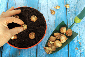 A Gardeners Hand Planting A Daffodil Bulb In Compost.