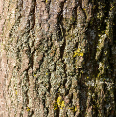 Close up of tree bark with lichen
