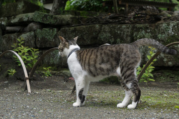 野良猫　マーキング