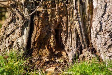 Close up tree bark looking like a fantasy castle (texture for digital illustration)