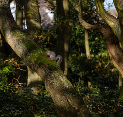 Gray squirrel in the English countryside eating on a tree